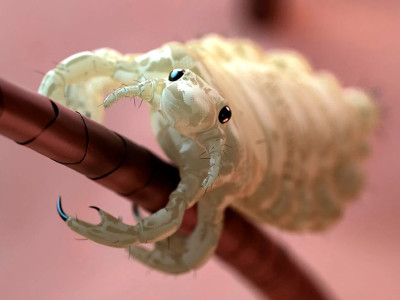 درمان شپش؛ بهترین راه‌های جلوگیری در دانش‌آموزان در مدارس