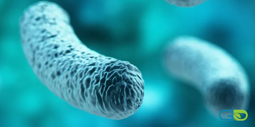 پروبیوتیک چیست؟ 